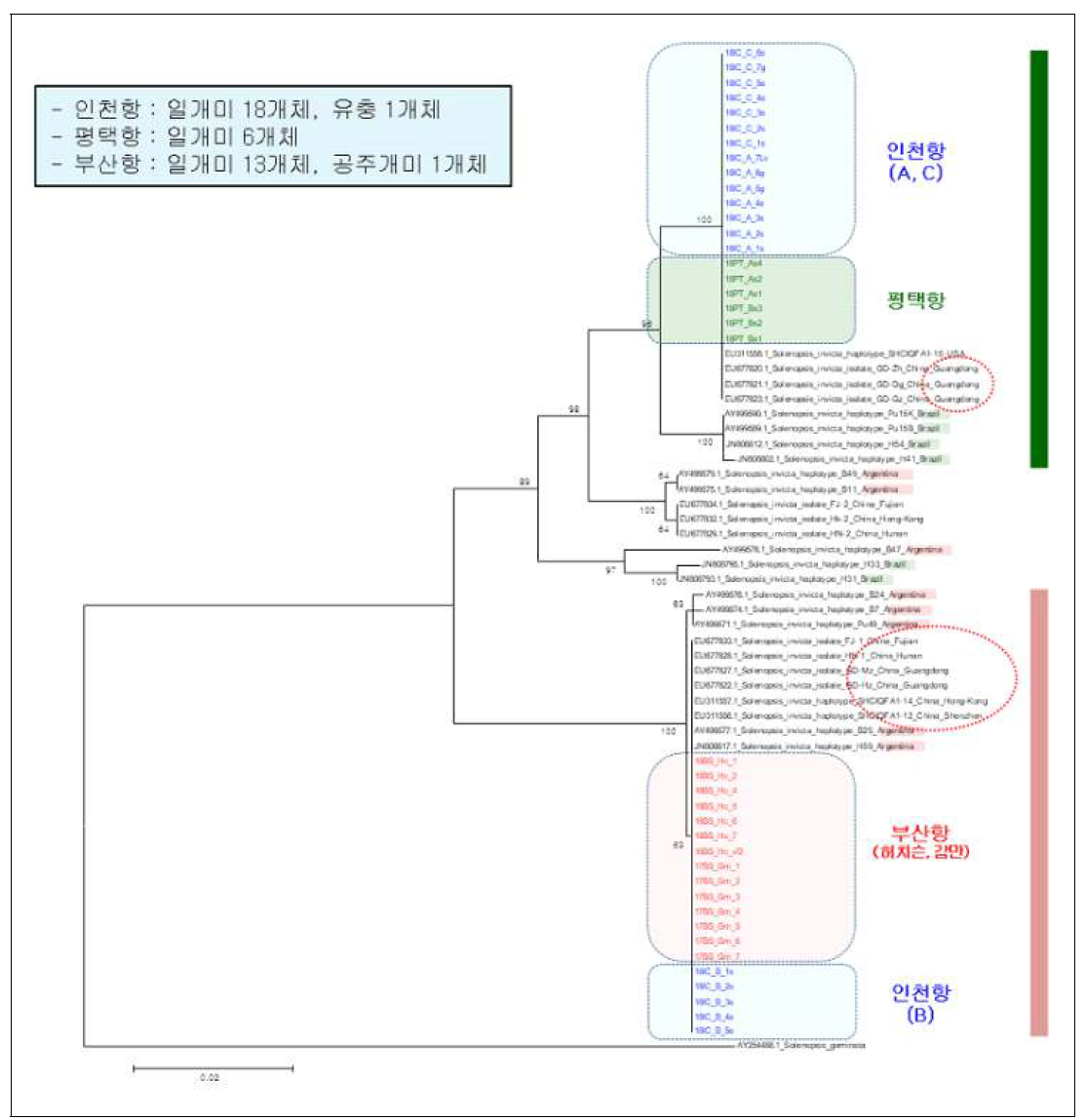 한국의 항만에서 붉은불개미의 mtDNA COI 염기서열 Neighbor-joining 분석