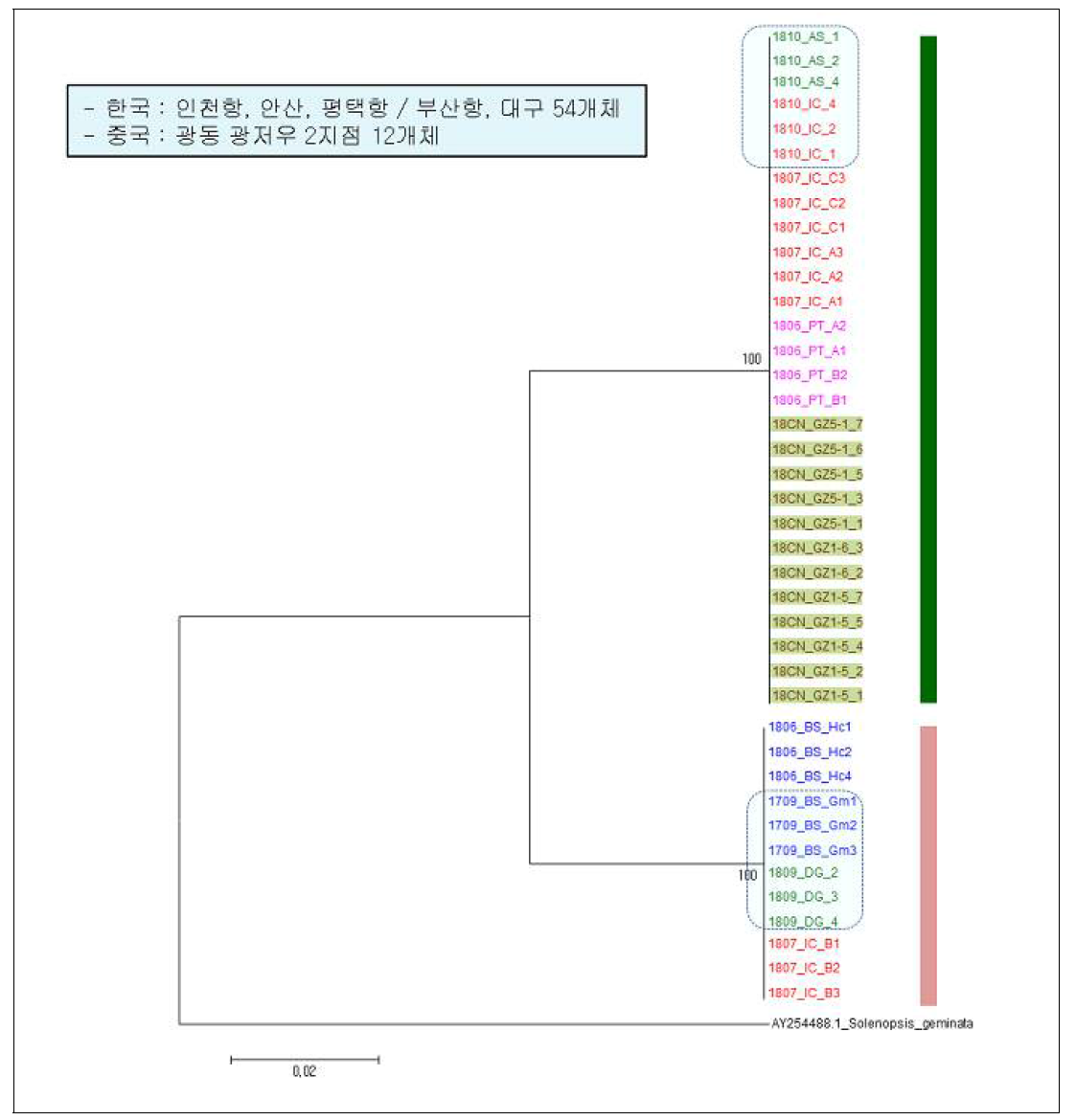 한국의 항만 및 내륙에서 붉은불개미의 mtDNA COI 염기서열 Neighbor-joining 분석