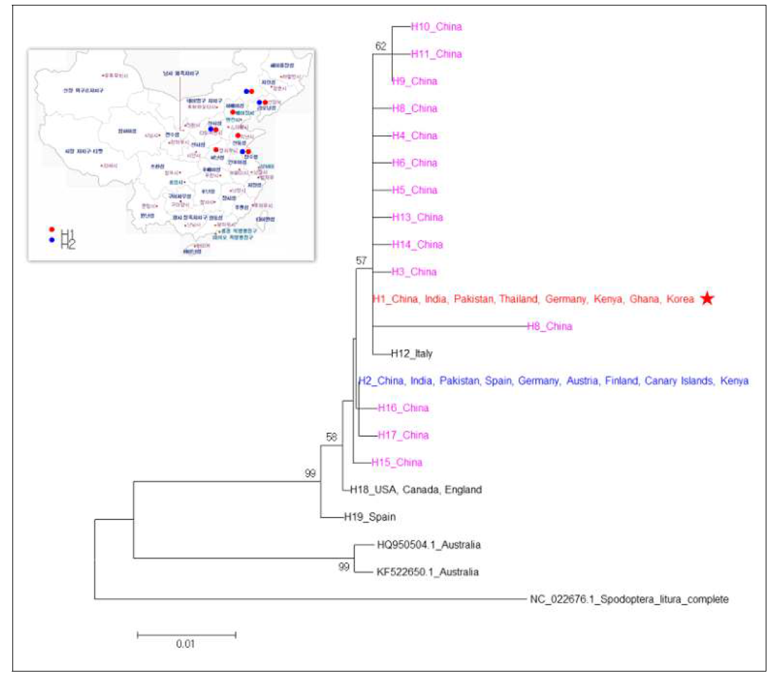 국내 파밤나방 집단과 외국 집단의 COI haplotype 염기서열의 Neighbor-joining 분석