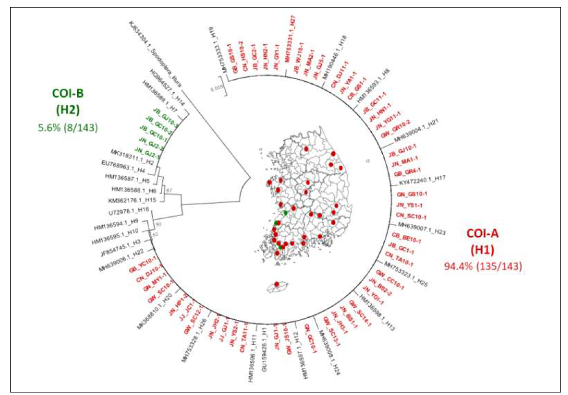 국내 침입 열대거세미나방의 COI haplotype 구성