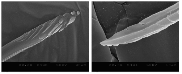 Mandibular stylet (left: outside, right: inside) of the fist instar nymph of Riptortus pedestris