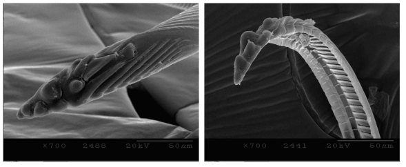 Mandibular stylet (left: outside, right: inside) of the female adult of Riptortus pedestris