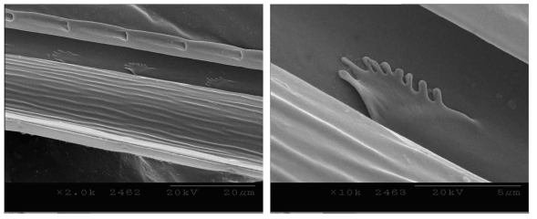 Mandibular stylet (left: inside, right: sensillum) of the female adult of Riptortus pedestris