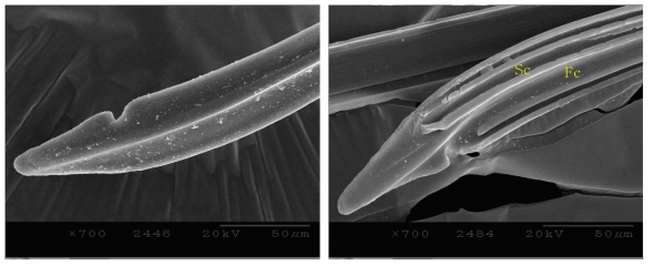 Left maxillary stylet (left: outside, right: inside) of adult female of Riptortus pedestris * Sc: Salivary canal, Fc: Food canal