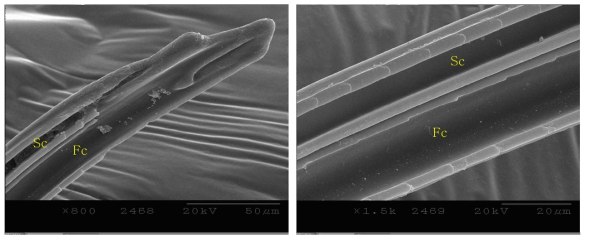 Right maxillary stylet of adult female of Riptortus pedestris * Sc: Salivary canal, Fc: Food canal