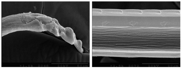 Mandibular stylet (left: outside, right: inside) of adult male of Riptortus pedestris