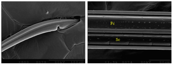 Left maxillary stylet (left: outside, right: inside) of adult male of Riptortus pedestris * Sc: Salivary canal, Fc: Food cana