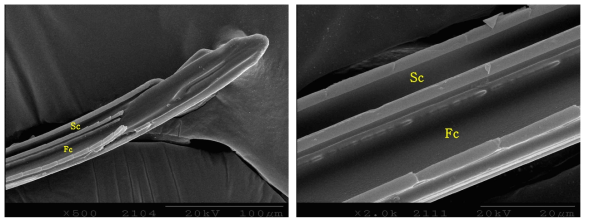 Right maxillary stylet of adult male of Riptortus pedestris * Sc: Salivary canal, Fc: Food canal