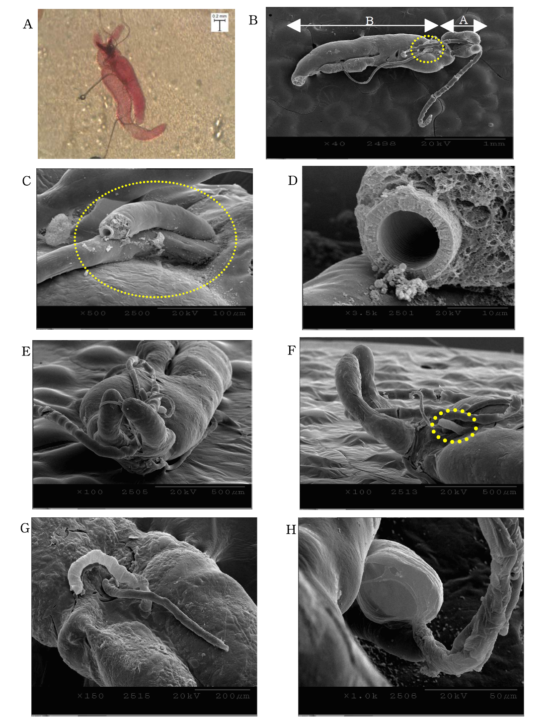 Salivary glands of Riptortus pedestris (A: male salivary glands stained by 1% Eosin in PBS, pH7.5; B: female salivary glands overview with SEM; C  E  G & H: trachea connected to the salivary glands, yellow dotted circle in F)