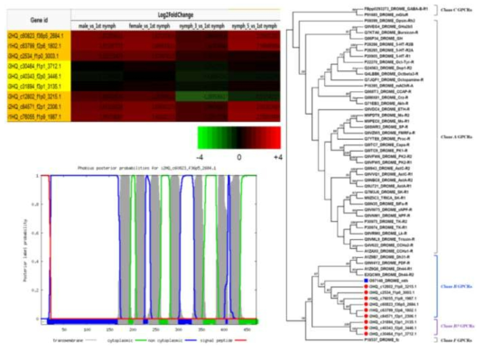 Differential expression (Log2FoldChange by DESeq), NJ phylogenetic tree (JTT; 1,500 bootstraps), and transmembrane topology prediction (Phobius) of G-protein coupled receptor candidates found in salivary glands of R. pedestris