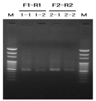 Agarose gel electrophoresis of purified-dsRNAs, newly were synthesised by T7 RNA polymerase in this study (M: 100bp ladder marker)