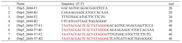 Primer sets for dsRNA synthesis (red: T7 RNA polymerase promoter)