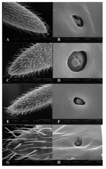 Putative coelocapitular sensillum observed in the terminal antennal flagellum of Riptortus pedestris. A white rectangular box in A, C, E, and G shows the location of the coelocapitular sensillum in the antenna and B, D, F, and H shows respective enlarged image. A and B: 1st instar nymph, C and D: 2nd instar nymph, E and F: 3rd instar nymph, G and H: 4th instar nymph