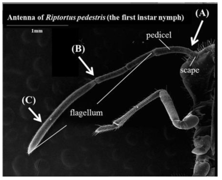 Antenna of Riptortus pedestris (the first instar nymph) and three antennal positions, (A), (B), and (C), where were amputated by a razor cutter for a choice test. (C) is located in 0.5mm from the tip of the terminal flagellum