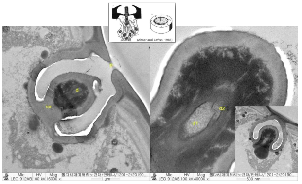 Cross-section of putative thermohygro receptor (coeloconica sensilla, co) discovered within 200 ㎛ distance from the antennal tip of 1st instar nymph, Riptortus pedestris. *d: dendrite, p: pore