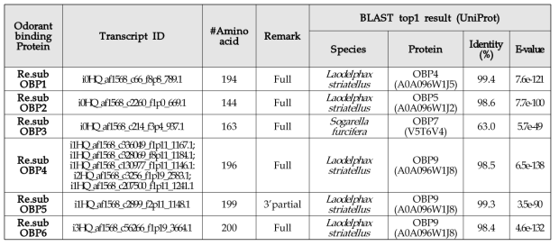 Transcripts of odorant binding proteins (OBP) identified within salivary glands of Ricania sp