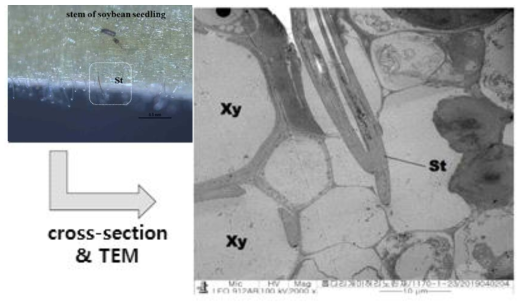 Cross section of soybean stem embedded by severed stylets of the first instar nymph of the bean bug, Riptortus pedestris in X-waveform during EPG recording [St: stylets; Xy: xylem vessel]