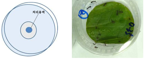 Bioassay methods (A: fine mesh screen, B: leaf-dipping) for direct feeding of treatment solutions (e.g., dsRNAs, sweeteners etc.) by the first instar nymphs of Riptortus pedestris