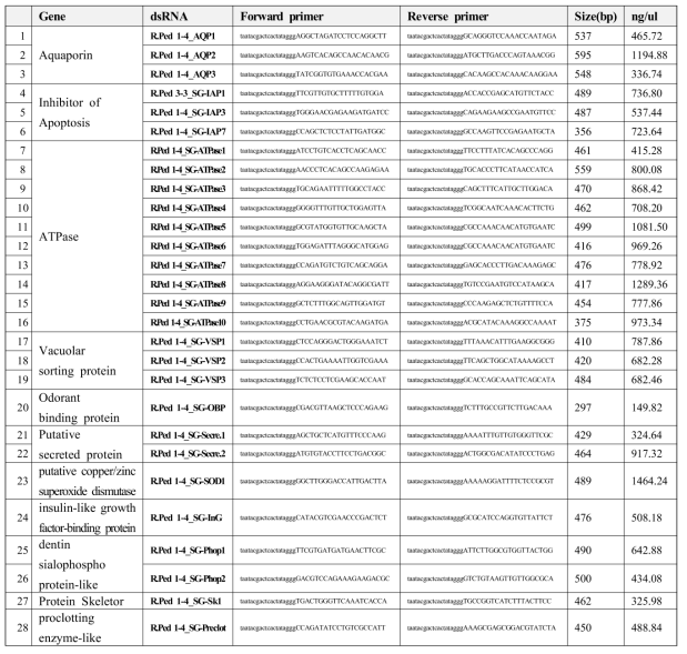 Primer list for dsRNA synthesis and concentrations of dsRNAs synthesized in this study