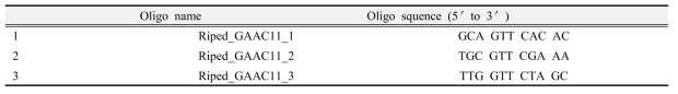 A 5.8 rRNA OligoDNA fragment sequences of Riptortus pedestris synthesized in this study