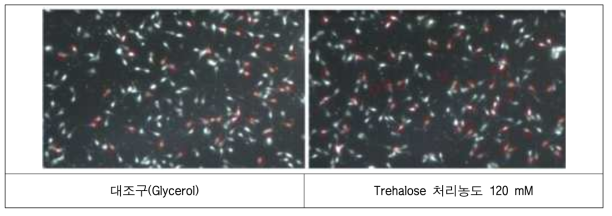 대조구(Glycerol)와 Trehalose 120mM 농도처리에 따른 운동성 분석 비교