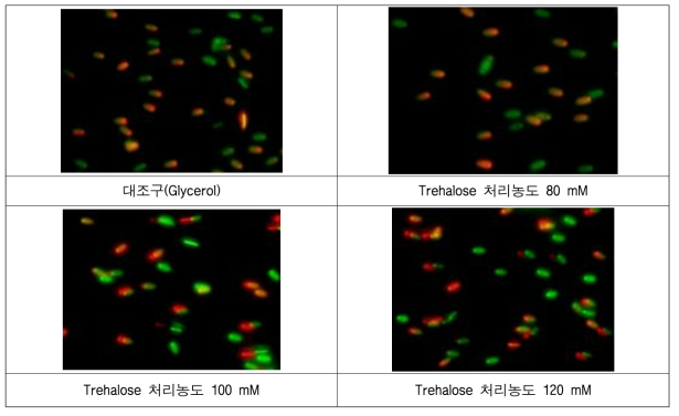 Trehalose 처리 농도에 따른 생존성 분석 비교