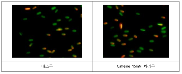 대조구와 Caffeine 15mM 농도처리에 따른 생존성 분석 비교