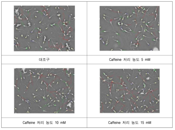 Caffeine 처리 농도에 따른 직진운동 분석(빨간색)