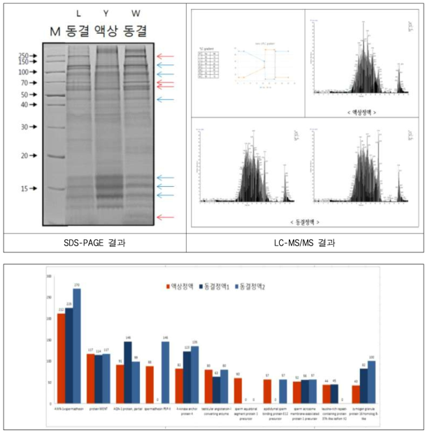 동결정액과 액상정액의 차등발현 단백질 분석