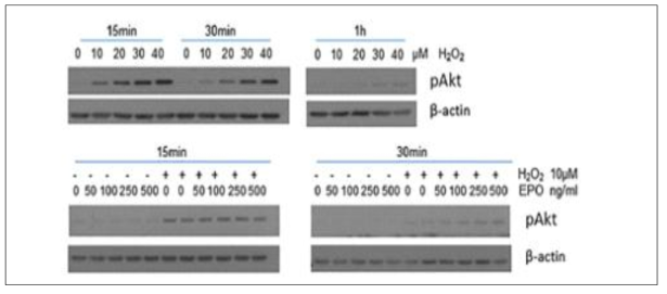 EPO 과산화수소 매개 Akt 신호 전달 경로의 활성을 나타내는 웨스턴 블롯 분석