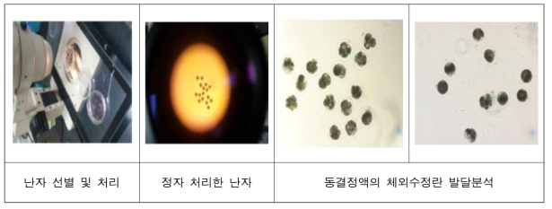 돼지 동결융해 정자의 수정능 효과 분석을 위한 체외배양 시험