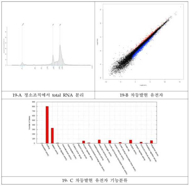 차등발현 유전자 발굴 및 유전자 기능분류