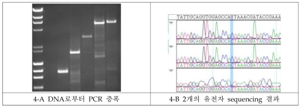 차등발현 유전자의 PCR 및 염기서열 분석 결과