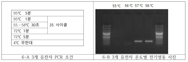 3개 유전자 멀티플랙스 PCR 조건 확립 결과