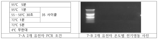 2개 유전자 멀티플랙스 PCR 조건 확립 결과
