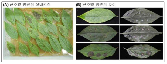 인삼 잎을 이용한 잿빛곰팡이병 병원성 간이검정