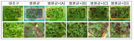 습도 유지기간 및 약제 처리에 따른 잿빛곰팡이병 발병률 검정