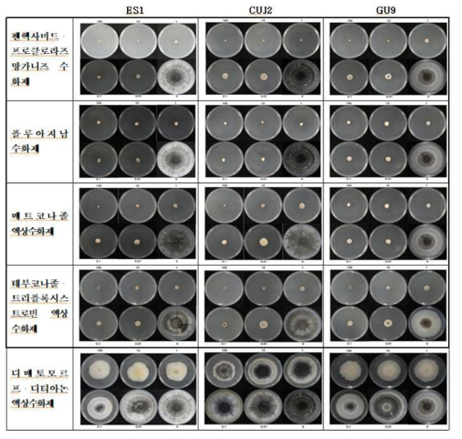 약제 농도별 탄저병 병원균의 균사생육 억제 정도