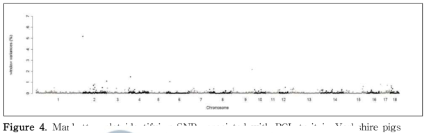 Manhattan plot identifying SNP associated with PCL trait in Yorkshire pigs