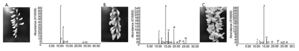 아까시 꽃 개화 단계별 향기성분 GC/MS 분석 (A. 1단계, B. 2단계 C. 3단계)