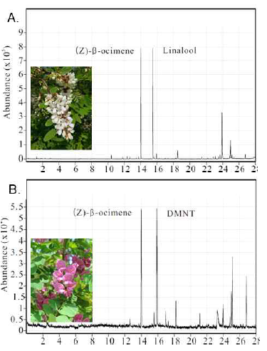 A. 흰아까시나무 (R. pseudoacacia), B. 분홍아까시나무 (R. margarettae ‘Pink Cascade’)