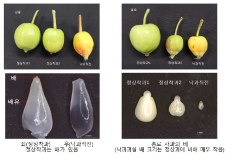 2018 사과 개화기 낙과 과실의 형태적 특성