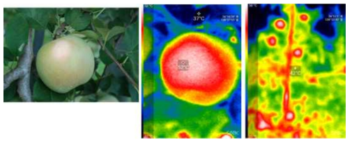일소 피해 초기증상(좌)과 과실 및 수체온도