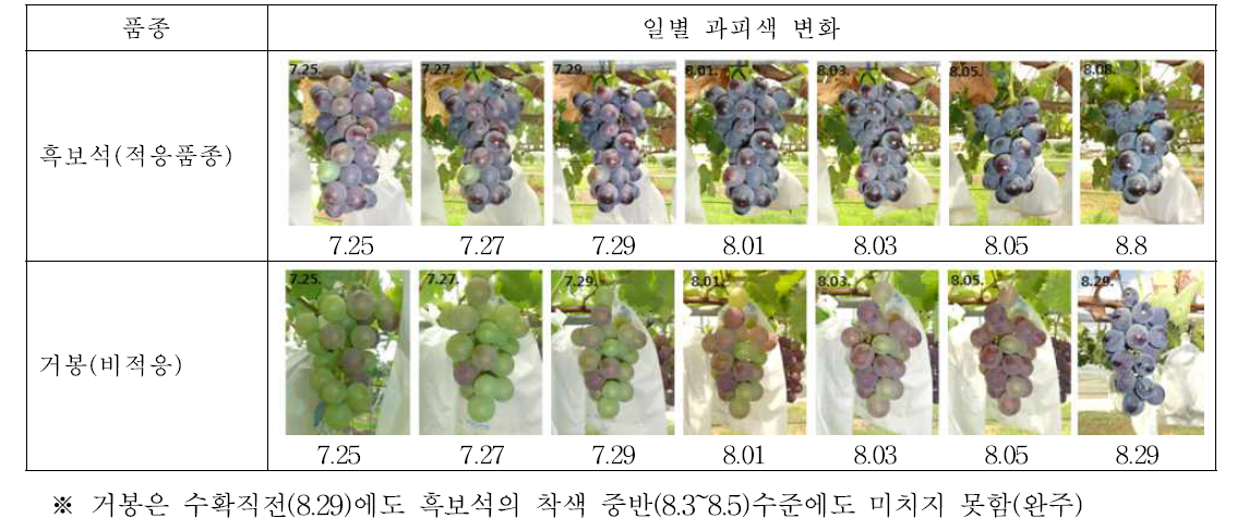 적응·비적응 품종의 과피색 변화 (2016년)