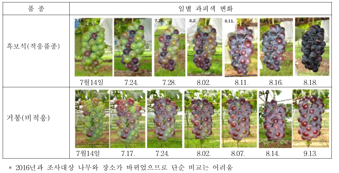 적응·비적응 품종의 과피색 변화 (2017년)