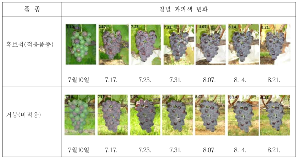 적응·비적응 품종의 과피색 변화 (2018년)