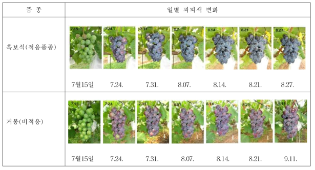 적응·비적응 품종의 과피색 변화 (2019년)