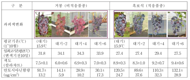 적응·비적응 품종의 생육기 온도 상승에 따른 과피색 변화