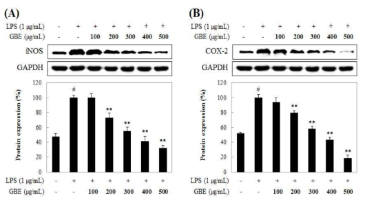 Effect of GBE the protein expression of iNOS (A) and COX-2 (B) in stimulated Raw 264.7 macrophages with LPS. Raw 264.7 macrophages (5×105 cells/mL) were treated with LPS (1 μg/mL) and, 100-500 μg/mL of dissolved in D.W was added, and the cells were further incubated for 18 h. Normal (Nor) group were obtained in the absence of LPS. Control (Con) group treated only LPS. The values are mean ± SD of three independent experiments. #P<0.05 compared with control group, *P<0.05, **P<0.01 compared with control group