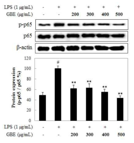 Effect of GBE the protein expression of NF-ĸB p65 in stimulated Raw 264.7 macrophages with LPS. Raw 264.7 macrophages (2×106 cells/mL) were treated with LPS (1 μg/mL) and, 200-500 μg/mL of dissolved in D.W was added, and the cells were further incubated for 30-60 min. Normal (Nor) group were obtained in the absence of LPS. Control (Con) group treated only LPS. The values are mean ± SD of three independent experiments. #P<0.05 compared with control group, *P<0.05, **P<0.01 compared with control group